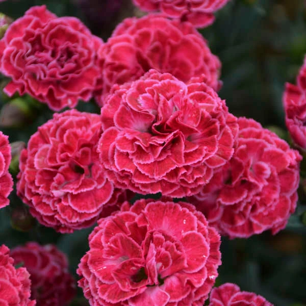 Fruit Punch® 'Raspberry Ruffles' Dianthus 1 Fruit Punch® 'Raspberry Ruffles' Dianthus
