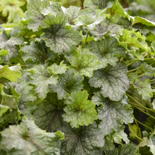 Fun And Games® 'Shadow Tag' Foamy Bells 2 Fun And Games® 'Shadow Tag' Foamy Bells - Image 2