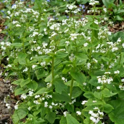 'Betty Bowring' Siberian Bugloss -Great Garden Plants Shop 050414gbv002BrunneramacrophyllaBettyBowring 800x800 bc6a98a