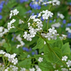 'Betty Bowring' Siberian Bugloss -Great Garden Plants Shop 050414gbv004BrunneramacrophyllaBettyBowring 800x800 84d0f5f