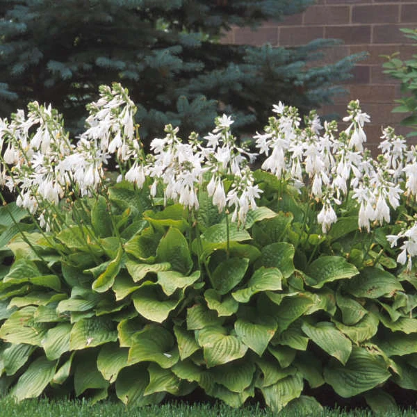 'Royal Standard' Hosta 2 'Royal Standard' Hosta - Image 2