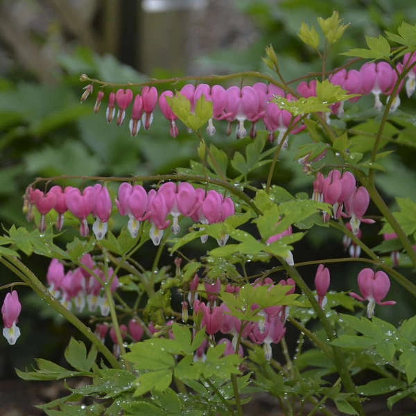 Bleeding Heart 1 Bleeding Heart