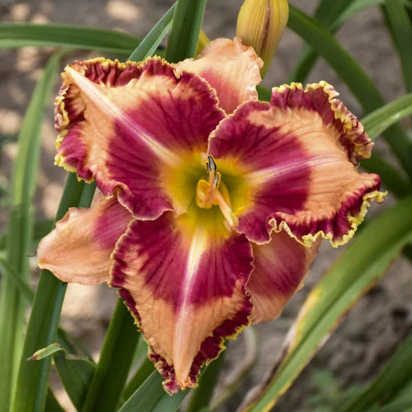 Rainbow Rhythm® 'Lake Of Fire' Daylily 2 Rainbow Rhythm® 'Lake Of Fire' Daylily - Image 2