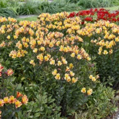 'Summer Breeze' Peruvian Lily 6 'Summer Breeze' Peruvian Lily -Great Garden Plants Shop 0fe5765a6c5dd0366fefd327648a0b3e
