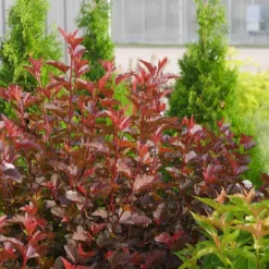 Ginger Wine® Ninebark -Great Garden Plants Shop 1034 4523 popup sw