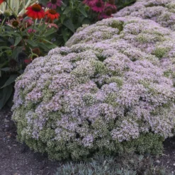 Rock 'N Round™ 'Pure Joy' Stonecrop