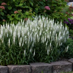 Magic Show® 'White Wands' Spike Speedwell -Great Garden Plants Shop 1100 3776 popup