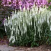 Magic Show® 'White Wands' Spike Speedwell