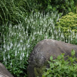 Magic Show® 'White Wands' Spike Speedwell -Great Garden Plants Shop 1100 3779 popup