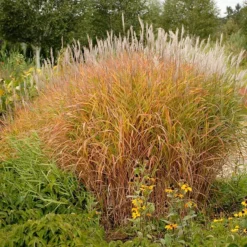 Purple Eulalia -Great Garden Plants Shop 111 1217 popup sw