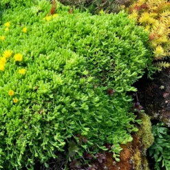 'Gold Nugget' Ice Plant -Great Garden Plants Shop 115 1059 popup sw