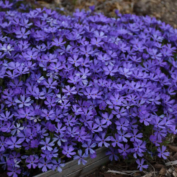 'Violet Pinwheels' Creeping Phlox 4 'Violet Pinwheels' Creeping Phlox - Image 4