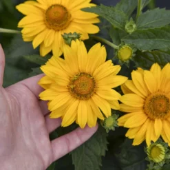 Tuscan Gold™ False Sunflower 7 Tuscan Gold™ False Sunflower -Great Garden Plants Shop 11b3c7bafa35c699d5a58be11810103a