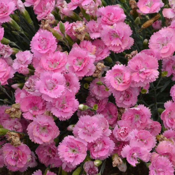 Fruit Punch® 'Sweetie Pie' Dianthus 1 Fruit Punch® 'Sweetie Pie' Dianthus