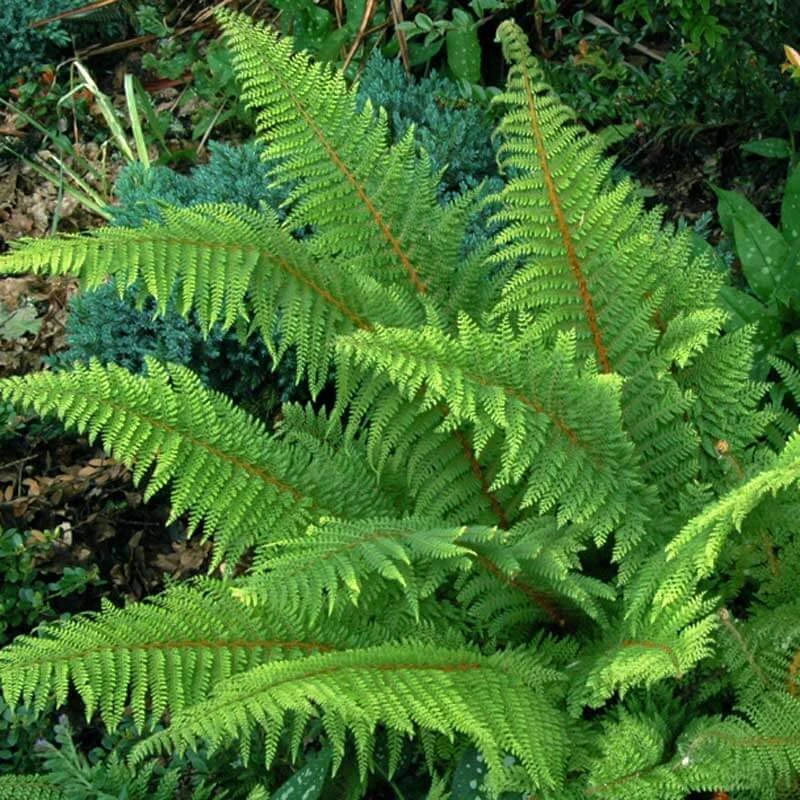Korean Tassel Fern 2 Korean Tassel Fern - Image 2