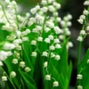 Lily Of The Valley
