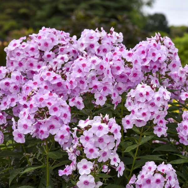 Luminary™ 'Opalescence' Phlox 1 Luminary™ 'Opalescence' Phlox
