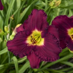 Rainbow Rhythm® 'Nosferatu' Daylily