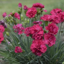 Fruit Punch® 'Cranberry Cocktail' Dianthus 6 Fruit Punch® 'Cranberry Cocktail' Dianthus -Great Garden Plants Shop 1b2aa4df492aff34235f0783b5d20da3