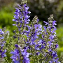 Living Large™ Big Sky Salvia 6 Living Large™ Big Sky Salvia -Great Garden Plants Shop 1d57ccc8c8b97238f0b12807d303e1b8