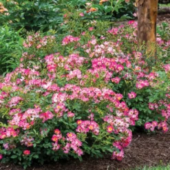 Pink Drift® Rose 5 Pink Drift® Rose -Great Garden Plants Shop 2