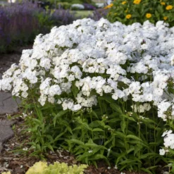 'Opening Act White' Hybrid Phlox 8 'Opening Act White' Hybrid Phlox -Great Garden Plants Shop 2086636338d2bfcc9873fb0b305b67a1