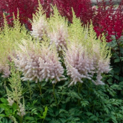 'Milk And Honey' Astilbe -Great Garden Plants Shop 220701gbo051AstilbeMilkandHoney 800x800 975ced0