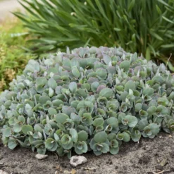 Rock 'N Round™ 'Popstar' Stonecrop -Great Garden Plants Shop 227f54d52c5ff9d8c85dac352f099660