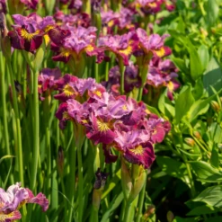 'Miss Apple' Siberian Iris 7 'Miss Apple' Siberian Iris -Great Garden Plants Shop 230607gbo114IrissibiricaMissApple 800x800 a4777d0