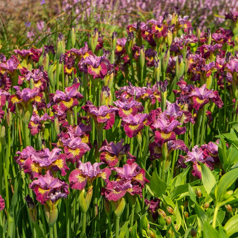 'Miss Apple' Siberian Iris 1 'Miss Apple' Siberian Iris