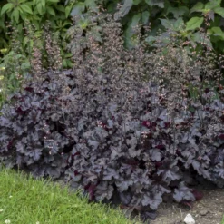 Primo® 'Black Pearl' Coral Bells 12 Primo® 'Black Pearl' Coral Bells -Great Garden Plants Shop 234311fe02f8cbe5d77e9596f4626150