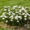 Totally Stoked™ 'Whitecaps' Stoke's Aster