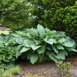 Shadowland® 'Empress Wu' Hosta 8 Shadowland® 'Empress Wu' Hosta -Great Garden Plants Shop 265d8e14c758a02e4d6a055b09c0bb5d