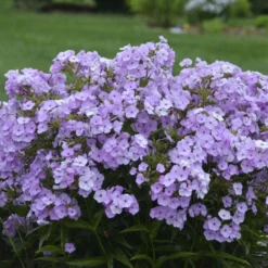 'Opening Act Blush' Hybrid Phlox