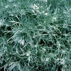 'Silver Mound' Wormwood 8 'Silver Mound' Wormwood -Great Garden Plants Shop 299 1110 popup sw