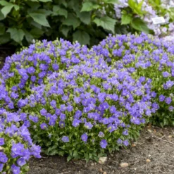 Mini Marvels™ Midnight Bellflower -Great Garden Plants Shop 2a166de3f1704ba7a65dceb5c6b214a8