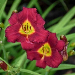 'Pardon Me' Daylily