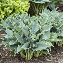 Shadowland® 'Waterslide' Hosta -Great Garden Plants Shop 2cd4c1b19f8358652dc0f5a422cfcb56