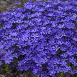 'Violet Pinwheels' Creeping Phlox 6 'Violet Pinwheels' Creeping Phlox -Great Garden Plants Shop 2dbab699641a718b378d2e1c01eabb5f