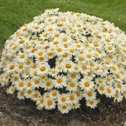 'Whoops-A-Daisy' Shasta Daisy -Great Garden Plants Shop 316b0418603545106797c3e91bf9b14a