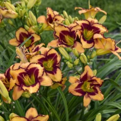 Rainbow Rhythm® 'Blazing Glory' Daylily 6 Rainbow Rhythm® 'Blazing Glory' Daylily -Great Garden Plants Shop 327e0ace949ee6b43ebc4a674319a7da