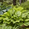 Shadowland® 'Lone Star' Hosta