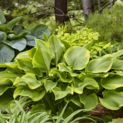 Shadowland® 'Lone Star' Hosta