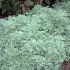 'Powis Castle' Wormwood