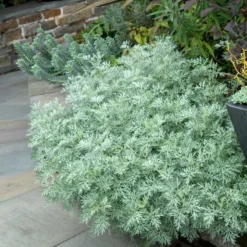 'Powis Castle' Wormwood -Great Garden Plants Shop 381 1453 popup