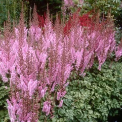 Dwarf Chinese Astilbe -Great Garden Plants Shop 383 1191 popup sw