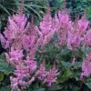 Dwarf Chinese Astilbe