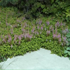 Dwarf Chinese Astilbe -Great Garden Plants Shop 383 1381 popup sw