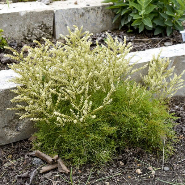 'Fairy Hair' Goatsbeard 3 'Fairy Hair' Goatsbeard - Image 3