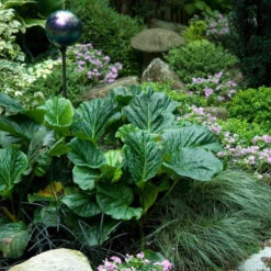 'Winterglut' Pigsqueak -Great Garden Plants Shop 384 1170 popup